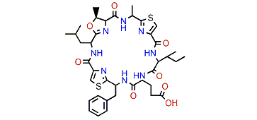 Prepatellamide B formate